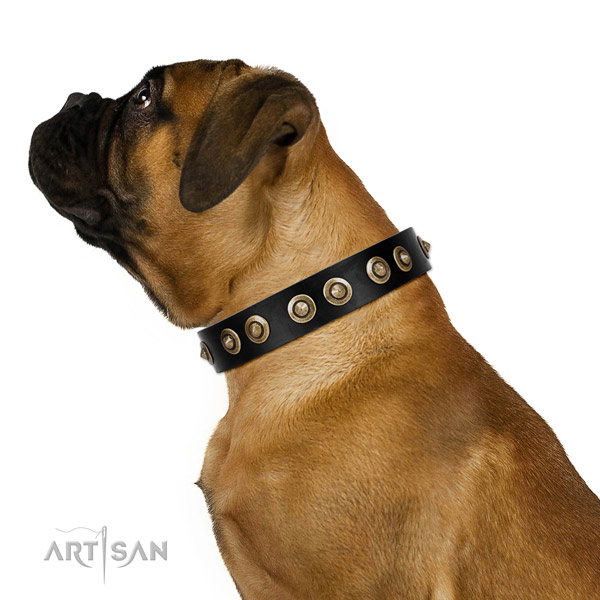 Everyday use dog collar of leather with significant adornments