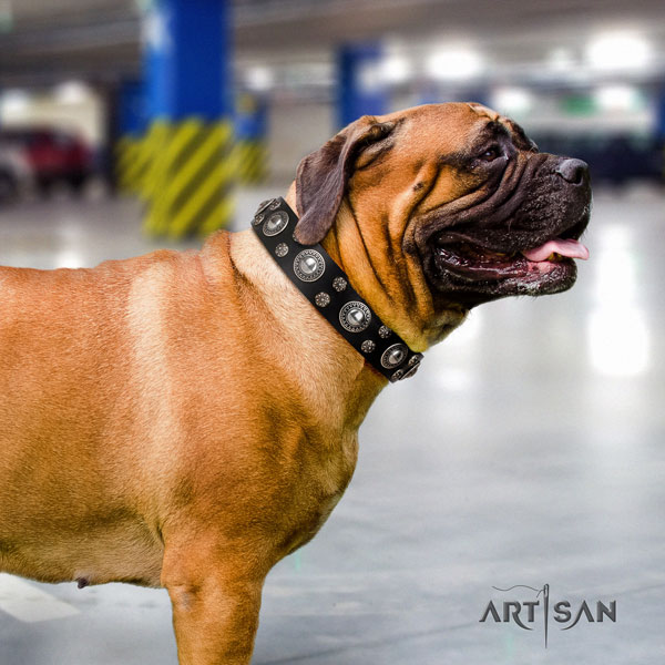 Bullmastiff comfy wearing dog collar of trendy genuine leather