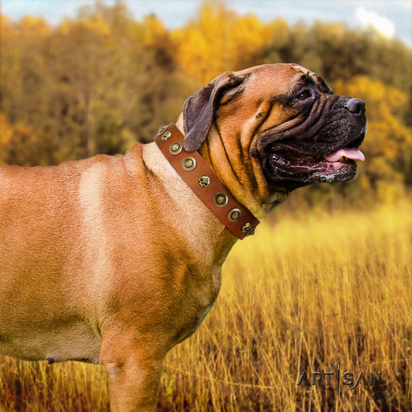 Bullmastiff daily walking leather collar with studs for your pet