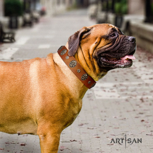 Bullmastiff daily walking natural leather collar with adornments for your four-legged friend