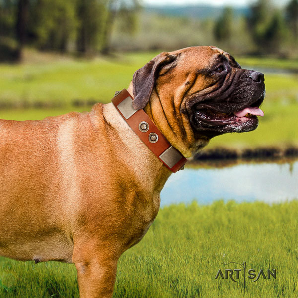 Bullmastiff daily use genuine leather collar with studs for your four-legged friend