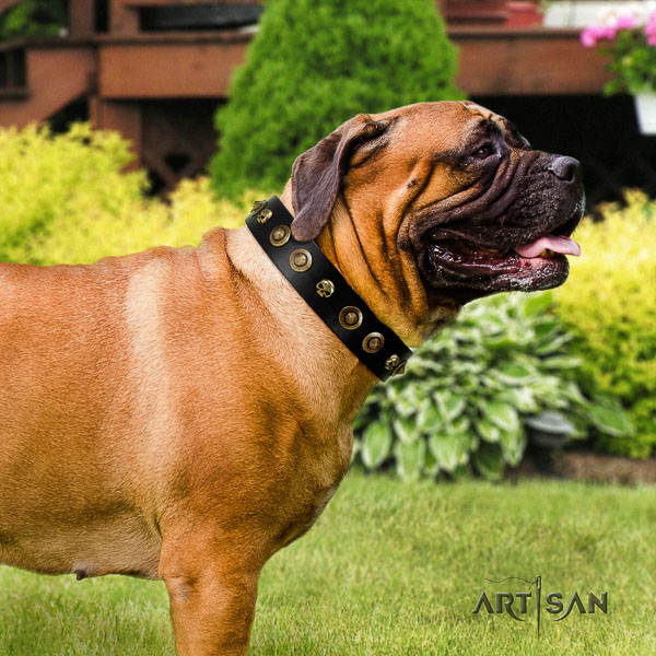 Bullmastiff daily use full grain leather collar with adornments for your doggie
