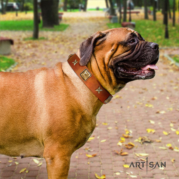 Bullmastiff easy wearing full grain genuine leather collar with adornments for your pet