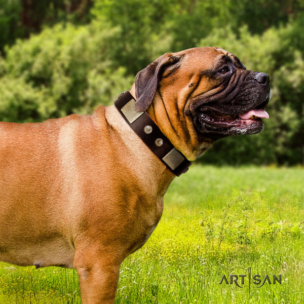 Bullmastiff everyday walking natural leather collar with adornments for your canine