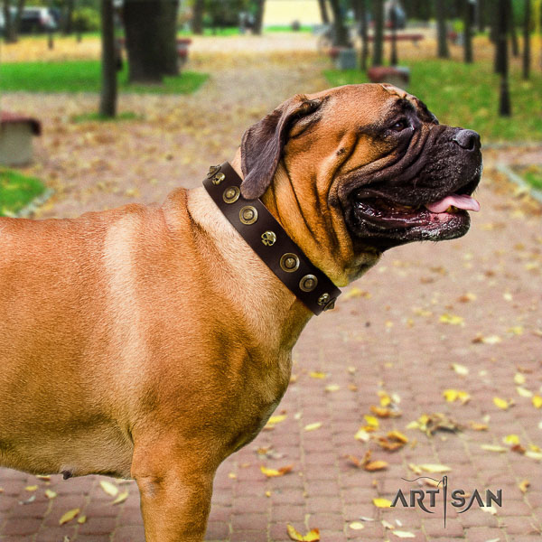 Bullmastiff comfy wearing natural leather collar with decorations for your dog