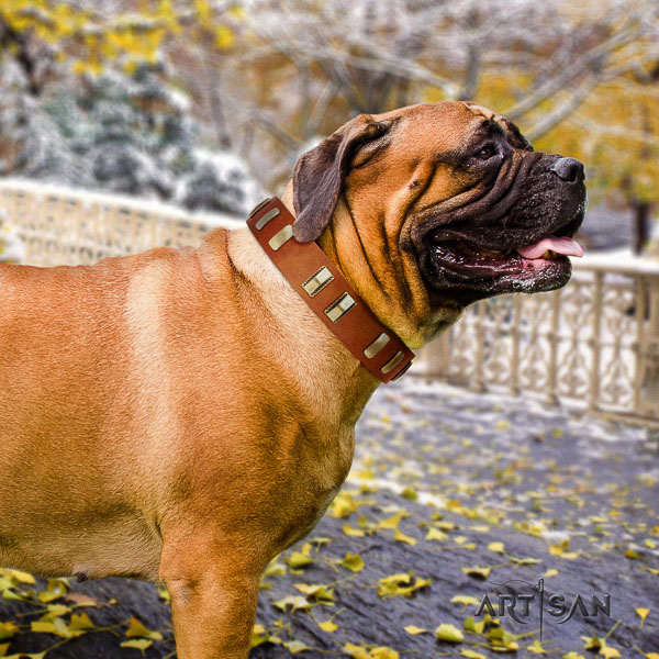 Bullmastiff walking full grain leather collar with embellishments for your dog