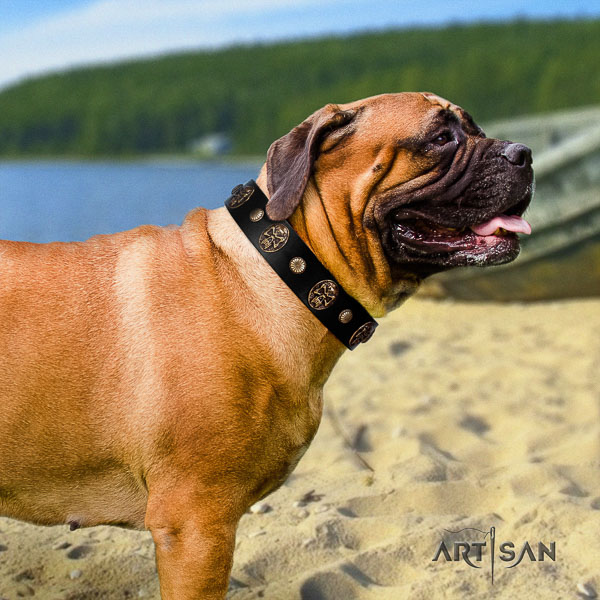 Bullmastiff comfy wearing full grain genuine leather collar with adornments for your four-legged friend