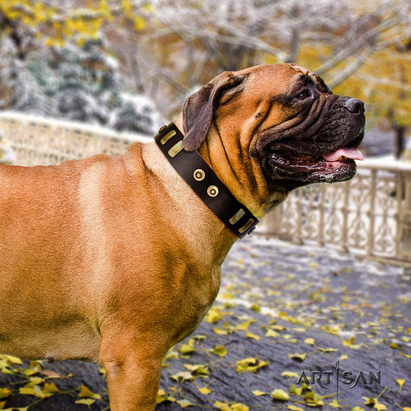 Bullmastiff daily use full grain natural leather collar with adornments for your canine