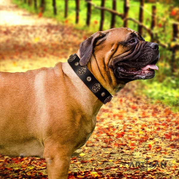 Bullmastiff easy wearing full grain leather collar with adornments for your canine