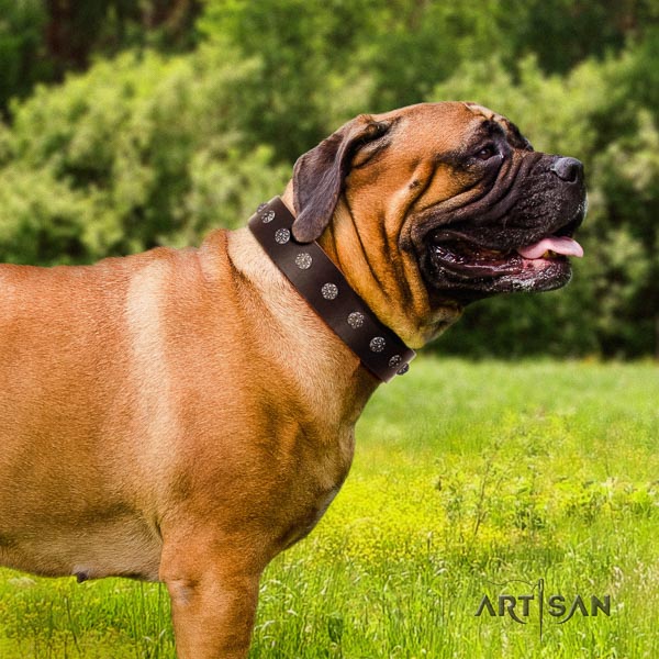 Bullmastiff exceptional full grain leather collar with studs for your doggie