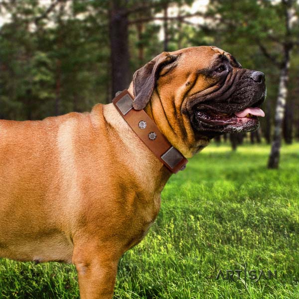 Bullmastiff exceptional genuine leather collar with studs for your four-legged friend