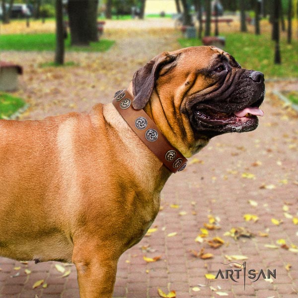 Bullmastiff stunning full grain leather collar with studs for your doggie