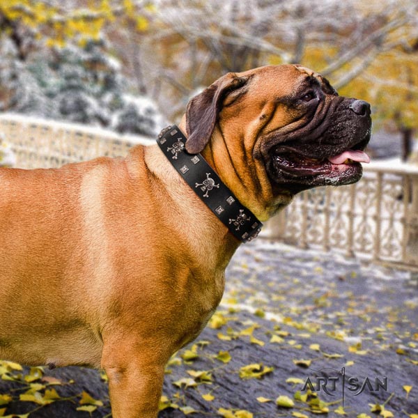 Bullmastiff natural genuine leather dog collar with studs for your handsome doggie