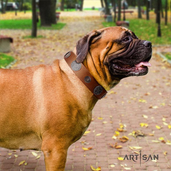 Bullmastiff full grain leather dog collar with studs for your handsome dog