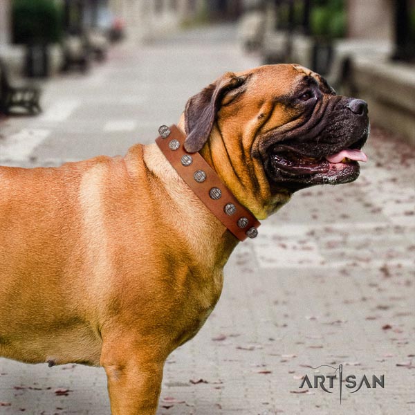 Bullmastiff trendy full grain genuine leather collar with adornments for your dog