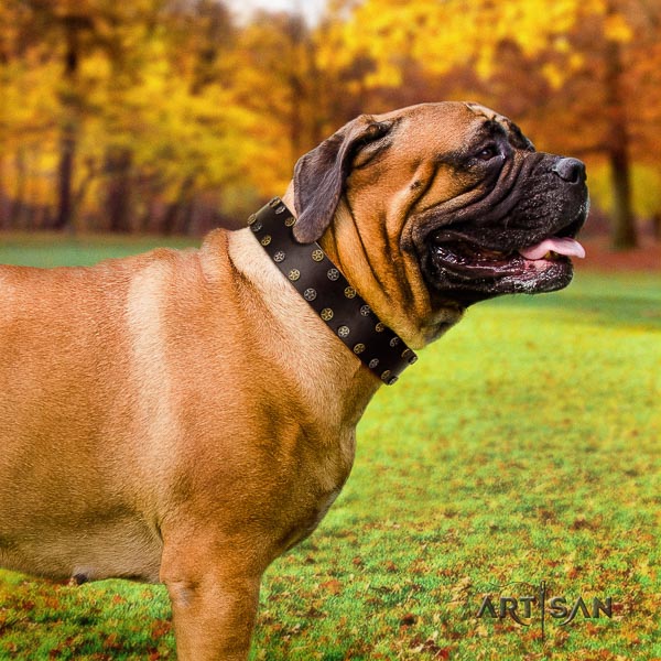 Bullmastiff daily walking genuine leather collar with adornments for your canine