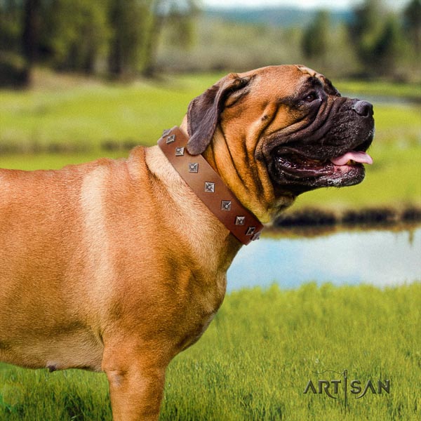 Bullmastiff stylish full grain natural leather collar with embellishments for your canine