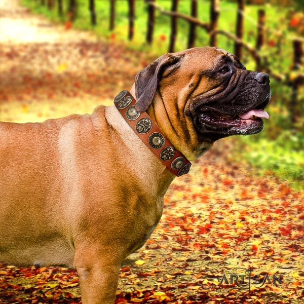 Bullmastiff walking full grain natural leather collar with embellishments for your canine