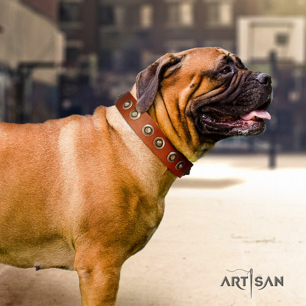 Bullmastiff comfortable wearing natural leather collar with studs for your canine