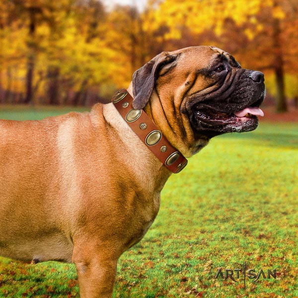 Bullmastiff daily use leather collar with adornments for your doggie