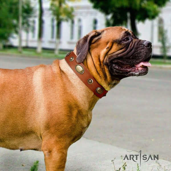 Bullmastiff comfortable wearing dog collar of stylish natural leather