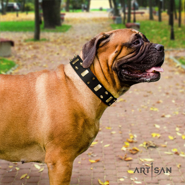 Bullmastiff comfortable wearing dog collar of designer genuine leather