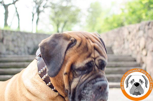 Bullmastiff leather collar wide with riveted studs for walking