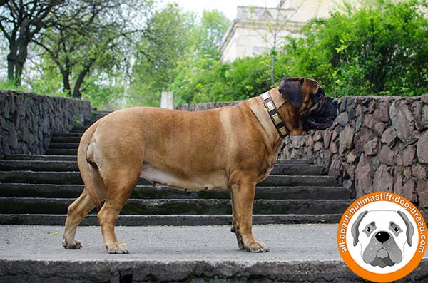 Comfortable leather Bullmastiff collar with fancy decorations