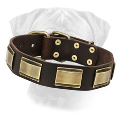 Leather Decorated Bullmastiff Collar with Brass Plates for Walking