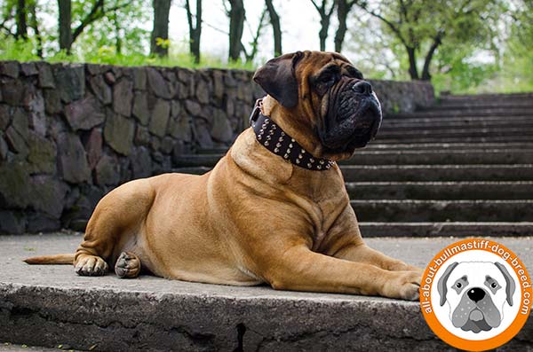 Superb decorated leather collar for active Bullmastiff Dog