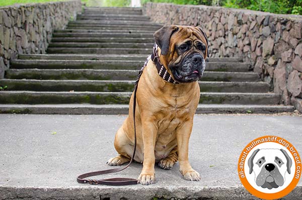 Wide studded Bullmastiff collar with nickel fittings