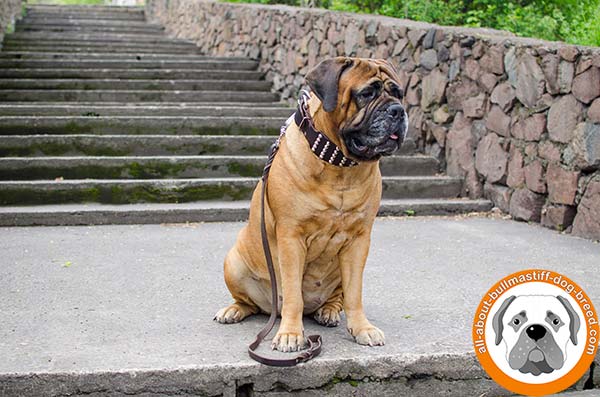 Beautiful studded leather collar for powerful Bullmastiff