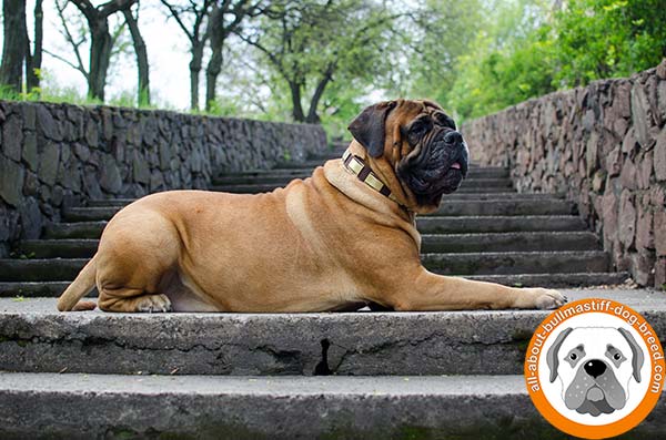 Attractive looking leather collar for Bullmastiff daily activities