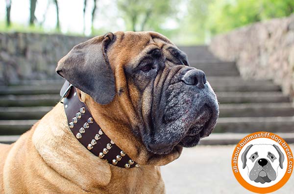 Awesome leather Bullmastiff collar for everyday walking