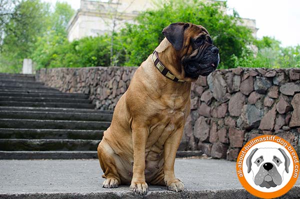 Awesome leather collar for Bullmastiff everyday walking 