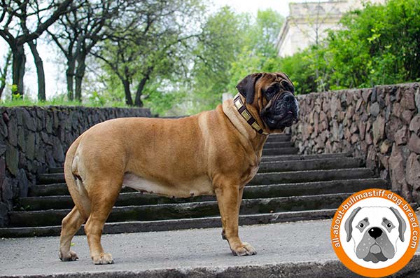The best accessory for active and powerful Bullmastiff