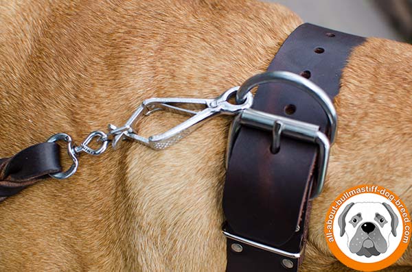 Studded leather Bullmastiff collar for walking in style