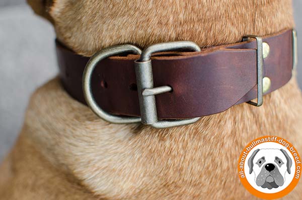 Decorated leather Bullmastiff collar with strong hardware