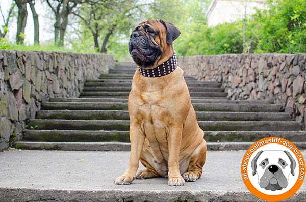 Fashionable design leather collar for Bullmastiff Breed