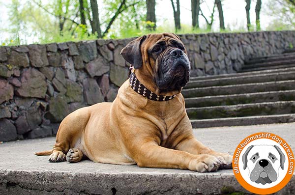 Glamorous Bullmastiff collar for daily walking