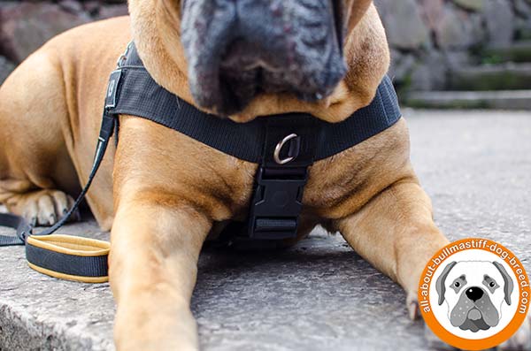 Pulling and tracking nylon Bullmastiff harness