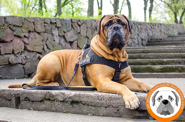 Wonderful nylon Bullmastiff harness for obedience training