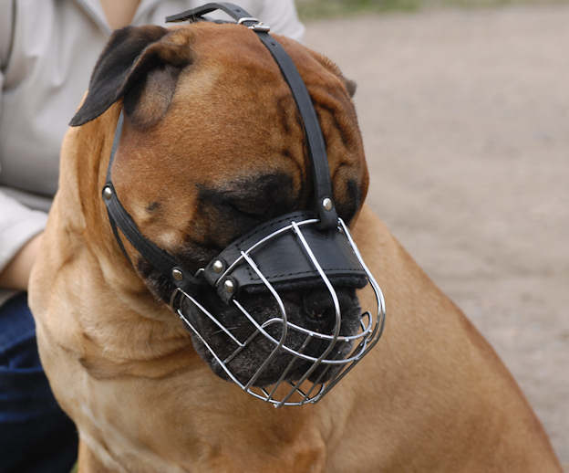 Best Fit dog Muzzle for Bullmastiff 