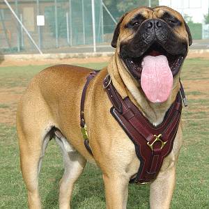 Best harness clearance for english mastiff